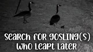 Decorah Goose Leap Day (Cont). ▪︎ Search (Footage on N1) ▪︎ Parents \& 1 Gosling Seen ▪︎ Explore.org
