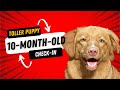 10monthold duck tolling retriever  size weight struggles and successes