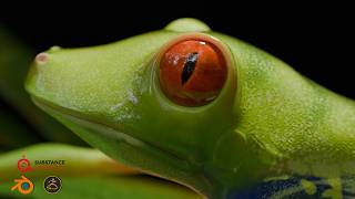 Red-eyed tree frog | Blender | Zbrush