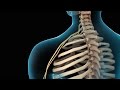 Neck Pain | Cervical Disc Injury | Nucleus Health