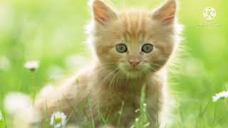 Cute Lil Kittens Tribute Nyarth No Uta