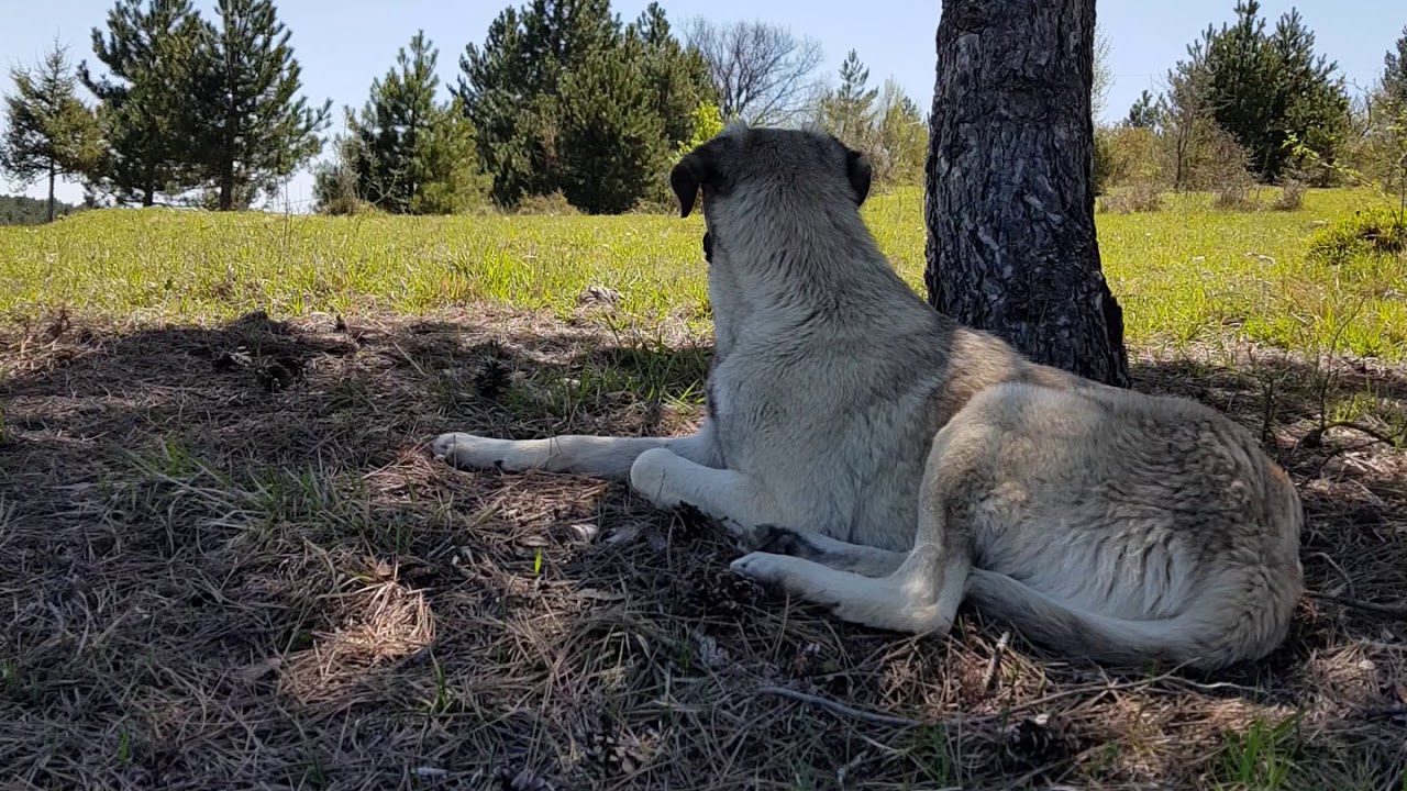 Köpek sesi YouTube