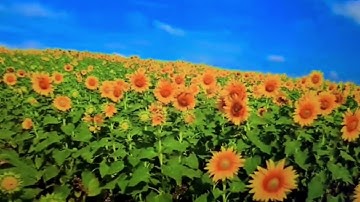 الحزب الخامس من سورة البقرة(من الآية 261 إلى  الآية 265) برواية الإمام ورش عن نافع @