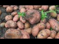 Заводим новый картофель