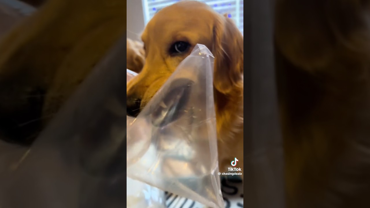 His Teeth Kept the Air In #dog #funny #goldenretriever