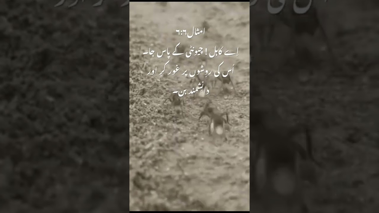 Go to the ant, you sluggard;consider its ways and be wise! 