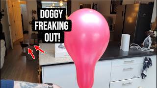 I Tested a Temu Handheld Vacuum… My Dog Freaked Out!