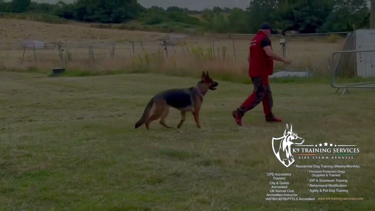 GSD RESIDENTIAL DOG TRAINING ‼️‼️‼️🇬🇧🇬🇧