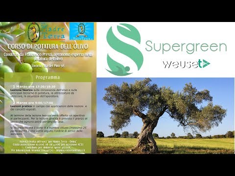 Video: Cosa causa il deperimento del ramoscello di agrumi: perché i rami muoiono sull'albero di agrumi