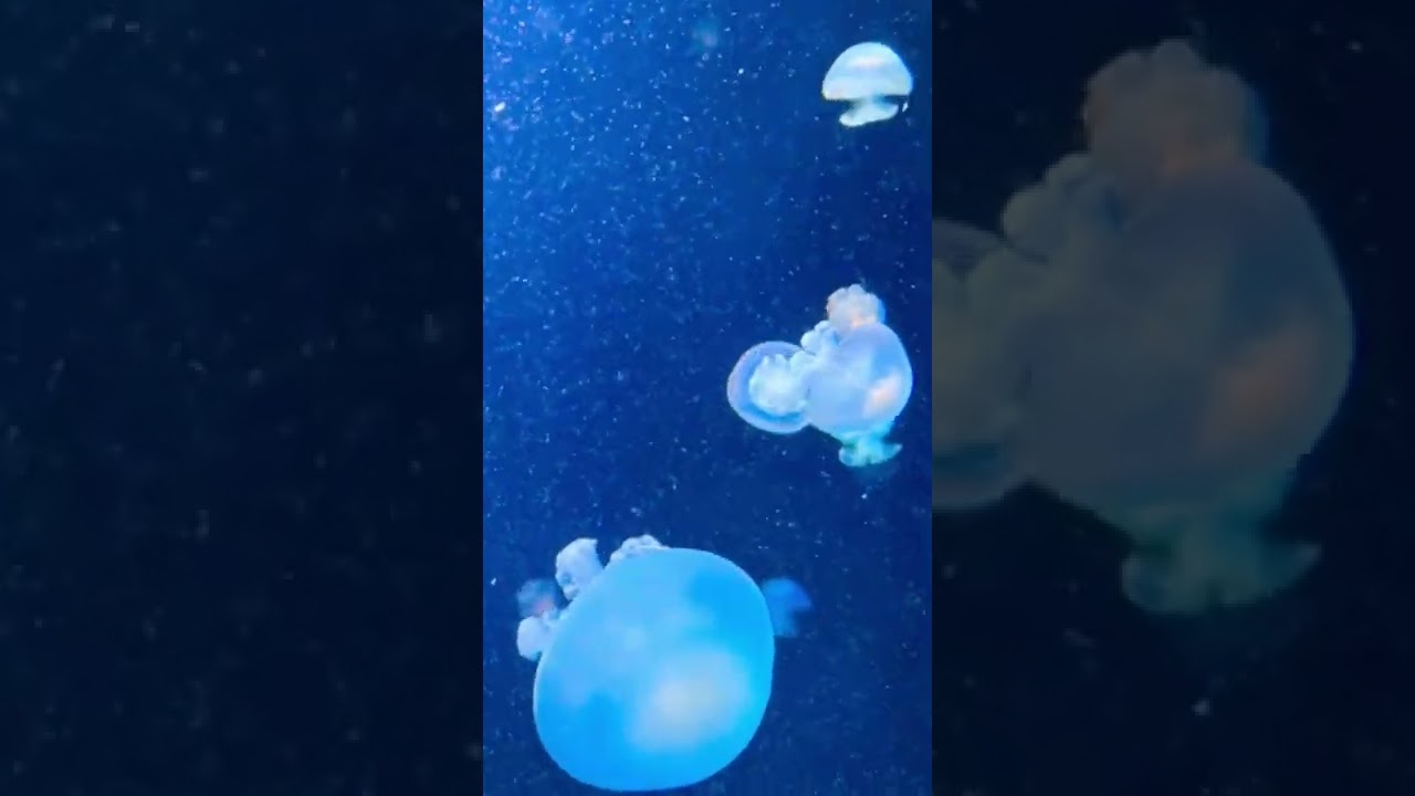 Germany 🇩🇪 Berlin Zoological Garden 