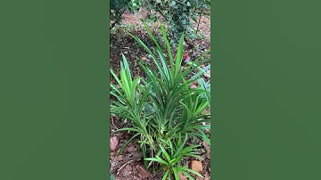 See the aromatic Pandan plant, also called Screw Pine / Annapurna leaves / Ramba leaves