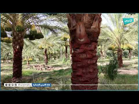 أولاد جلال دقلة نور من أشهى وأطيب التمور مراحل إنتاج التمور بالواحات والزيبان