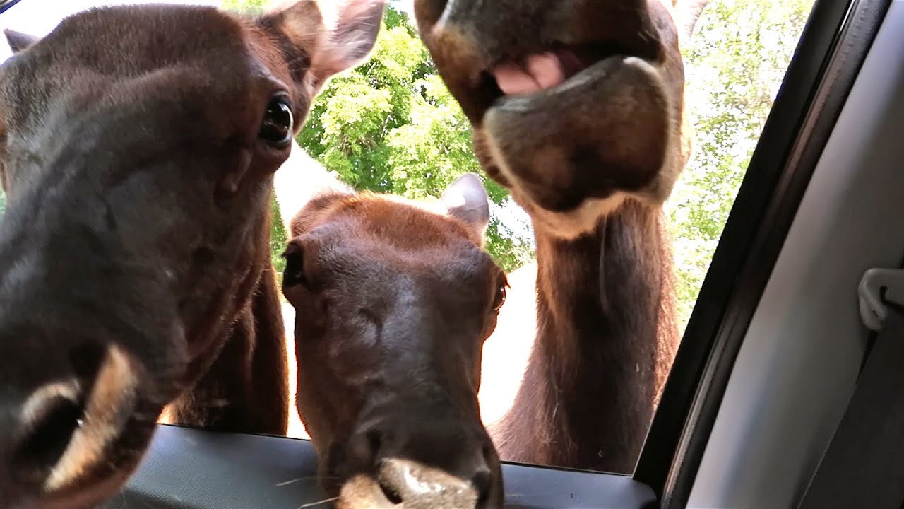 vlogs in spanish ATTACKED BY MOOSE!!