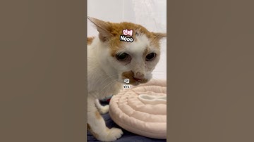 21세 노묘 메소_ 안 된다는 고양이 vs 된다는 집사_ Meowgument: No vs Yes