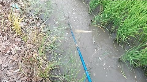 Nước Cạn Cá Gôm Xuống Đường Mương Quá Nhiều | kích cá miền tây 