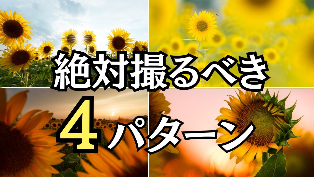 夜のひまわり　自作 How to Photograph Sunflowers] Capture 4 Different Worlds Using