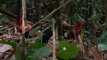 ต่อไก่ป่า yos hav zoov dib qaib qus