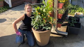 Spring Pollinator Container Garden Combo