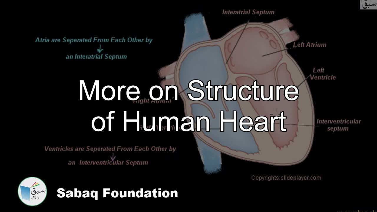 Сердце биология тест. Heart Biology.