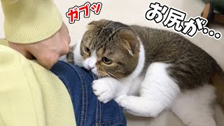 【悲報】猫にお尻を噛まれました…泣🐈