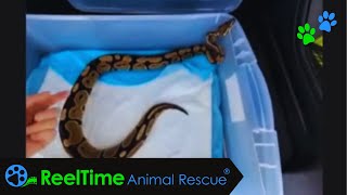 Celebrity RESCUE ALERT! Dumped Ball Python | Reptile Invasion Wealth