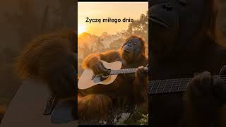 🎸 B.B. Kong Nadaje! Pozytywne Wibracje i Poranna Gitara na Dobry Humor ☀️ #funnyvideo  #funnyvideos