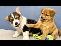 These Puppies Have Too Much Energy and Zero Chill 🐾💥 | Paws &amp; Meows