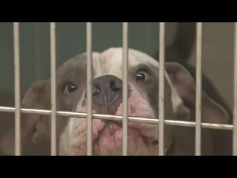 Auditor raises red flags on safety at Broward Animal Care shelter