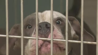 Auditor raises red flags on safety at Broward animal shelter