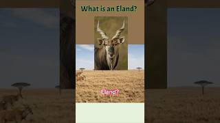 ￼ What or who is an Eland?