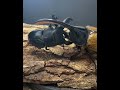 ヘラクレス・リッキーVSスマトラオオヒラタクワガタ