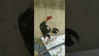 aseel maruga ?hashtag ?aseel ?bird ?viralshort pets? love ?hen