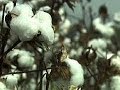 King Cotton | American History through Southern Eyes