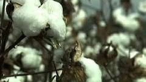 King Cotton | American History through Southern Eyes