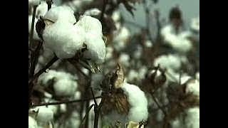 King Cotton   American History through Southern Eyes