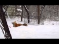 Fox Snow Go