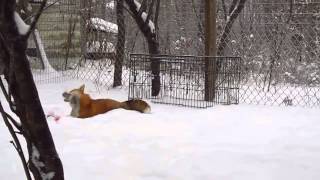 Fox Snow Go