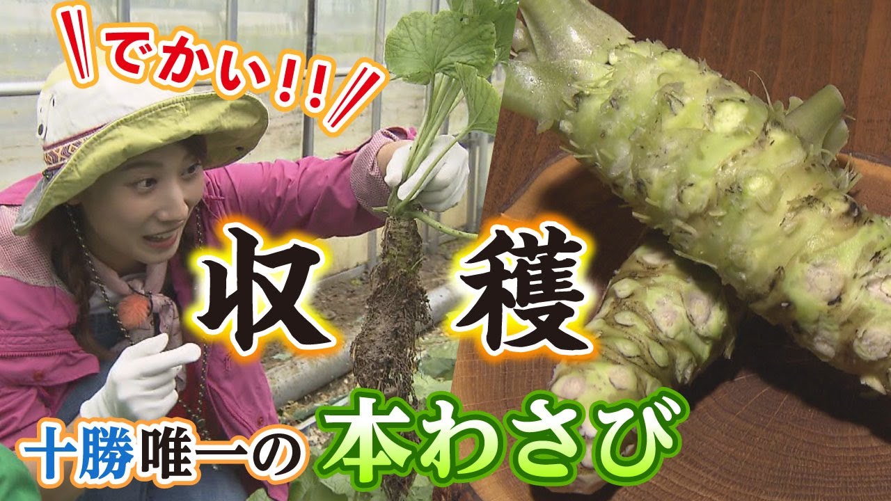 北海道の食材 十勝の本わさびを収穫してその場で料理 食べやすすぎるわさびの栽培法が独特 Youtube