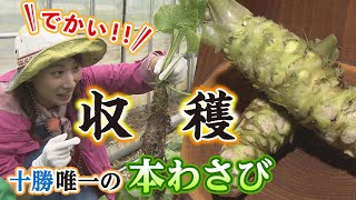 【北海道の食材】十勝の本わさびを収穫してその場で料理！食べやすすぎるわさびの栽培法が独特！
