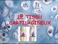 Le Tissu Cartilagineux