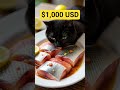 Fish 🐟💰❤️ #cat #kitten #funny #viral #ai