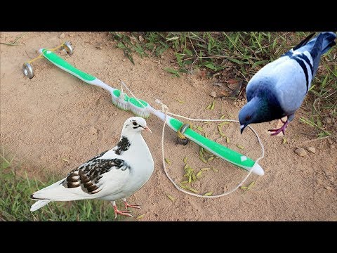 The First Unique Simple Bird Trap Make from 2 Toothbrush - Best bird trap  Technology 