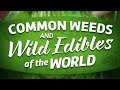 Common Weeds And Wild Edibles Of The World (full movie about foraging)