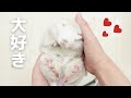 なつくとこうなる！飼い主の手の上で大好きが溢れるチンチラがこちら
