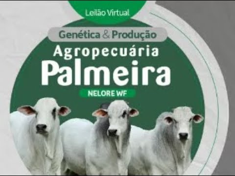 Leilão Virtual Brumado tem oferta de animais Nelore selecionados