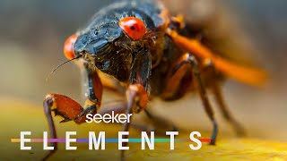 Billions of Cicadas Just Emerged After 17 Years