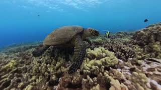 Hawksbill Sea Turtle"Rocket Girl" Foraging