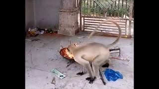 Funny monkeys, you never seen before