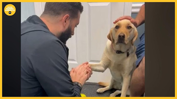 Video of injured dog learning to trust vet goes viral l GMA
