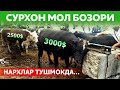 СУРХОНДАРЁ САРИОСИЁ ПАЙШАНБА МОЛ БОЗОРИДА НАРХЛАР АРЗОНМИ?